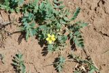 Potentilla bifurca. Цветущее растение. Волгоградская область, озеро Эльтон. 19.05.2007.