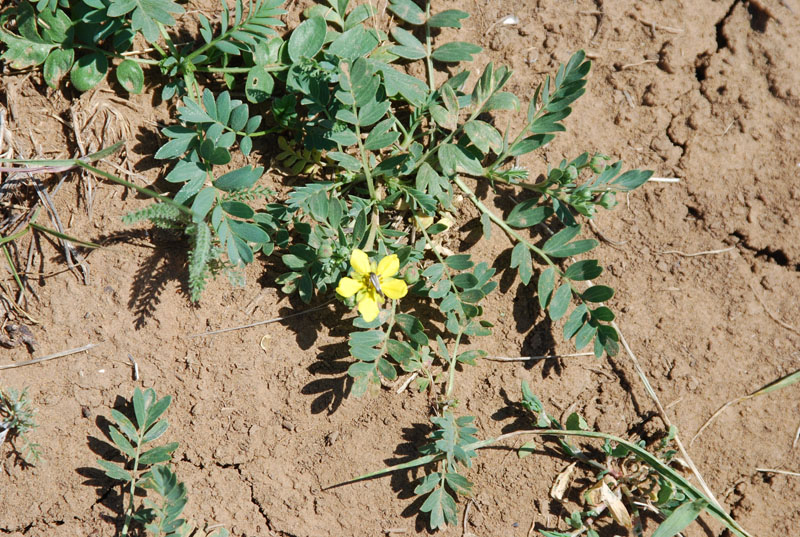 Image of Potentilla bifurca specimen.