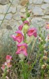 Antirrhinum majus. Соцветие. Крым, Ялта, Грузпорт. 29 мая 2012 г.