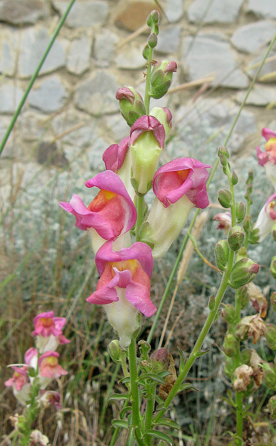 Изображение особи Antirrhinum majus.