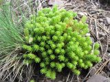 Sedum gracile. Молодые побеги. Карачаево-Черкесия, Зеленчукский р-н, ущелье р. Марка. 06.05.2012.