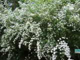 Spiraea × vanhouttei