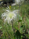 Clematis integrifolia. Верхушка побега с плодом. Крым, Ялтинская яйла. 23 июня 2012 г.