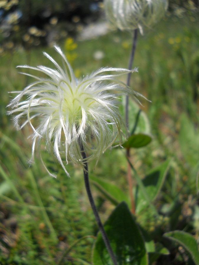 Image of Clematis integrifolia specimen.