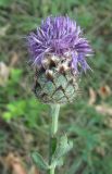 Centaurea rigidifolia. Соцветие. Крым, южный берег, окр. Мисхора, у дороги возле леса. 30 июня 2012 г.