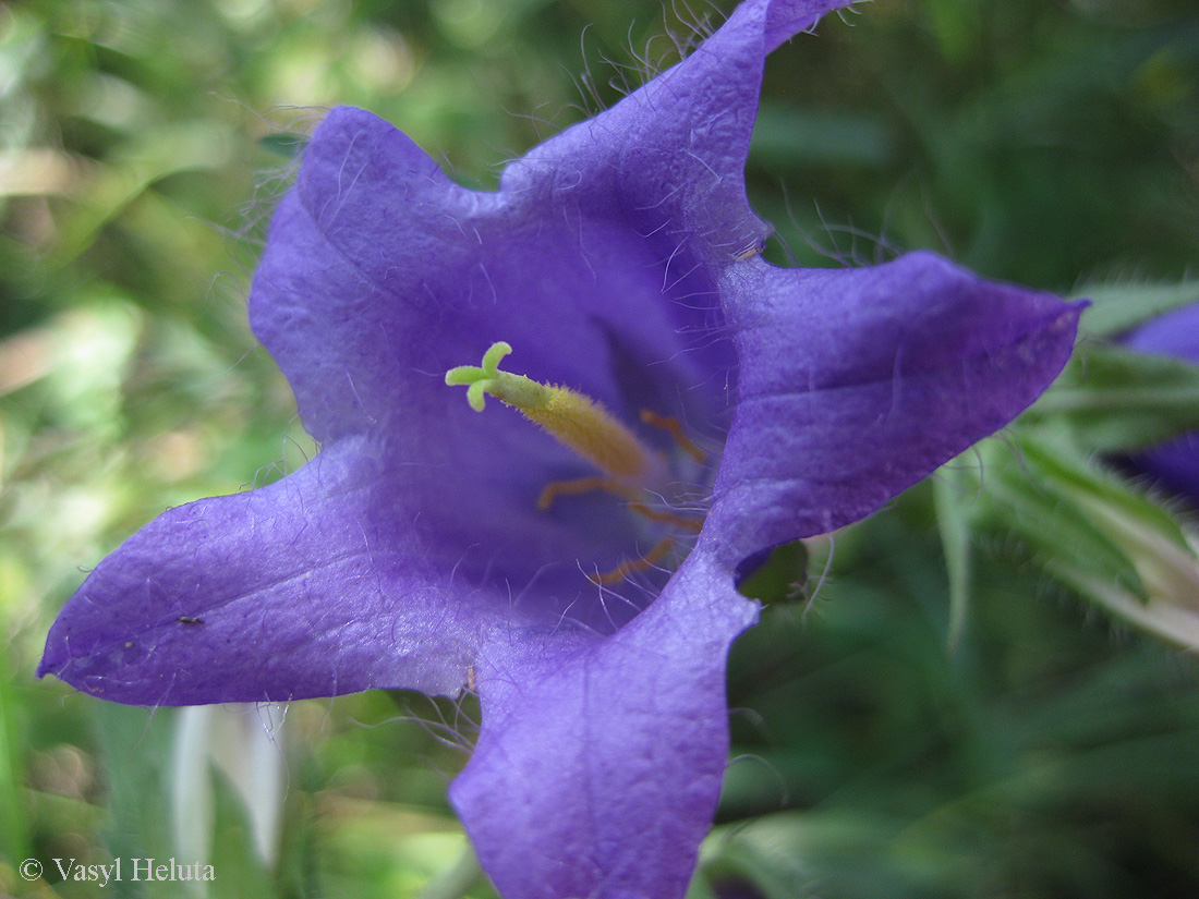 Image of Campanula trachelium specimen.