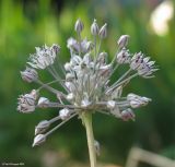 Allium borszczowii. Соцветие. Москва, в культуре из Жанакорганского р-на Казахстана. 05.07.2012.