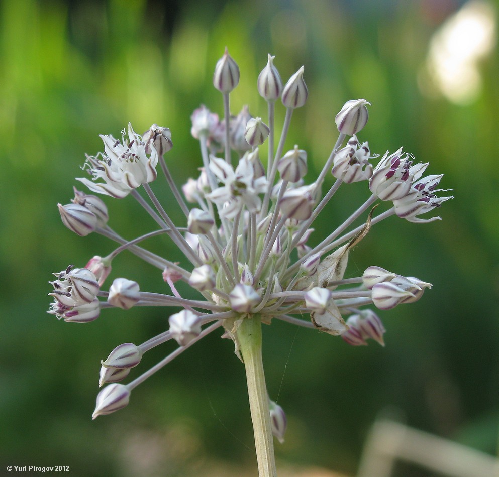 Image of Allium borszczowii specimen.