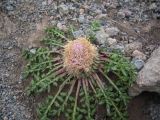 Jurinella subacaulis. Отцветающее растение. Кабардино-Балкария, южный склон пика Терскол, 2800 м н.у.м. 14.07.2012.
