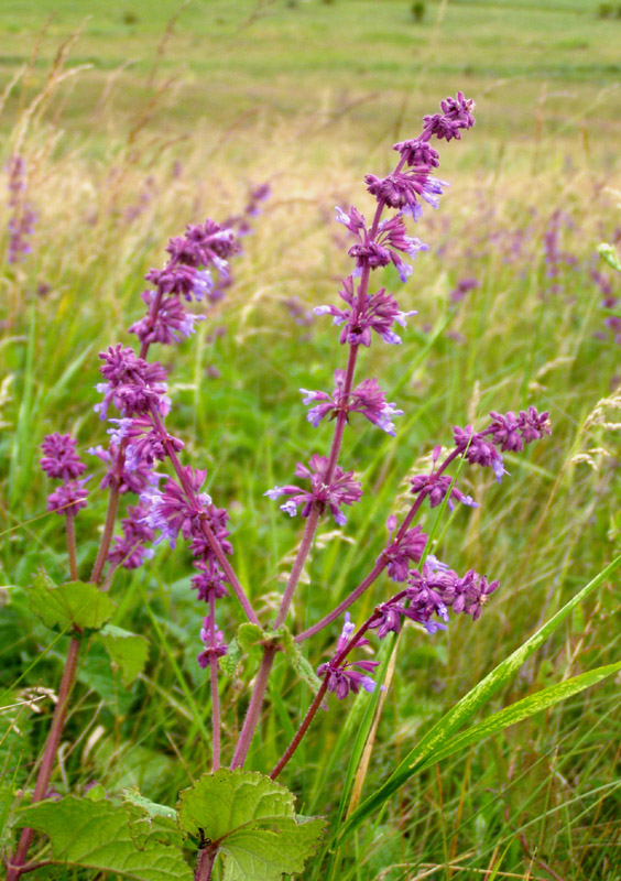 Изображение особи Salvia verticillata.