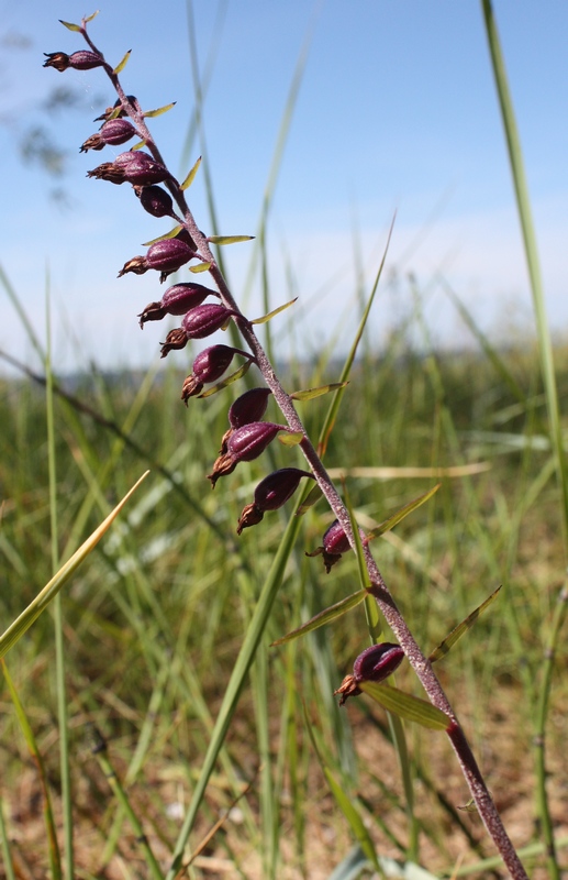 Image of Epipactis atrorubens specimen.