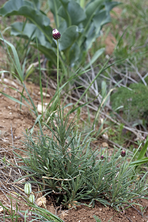 Image of Jurinea suffruticosa specimen.