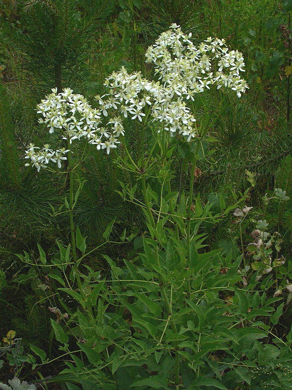 Изображение особи Clematis recta.