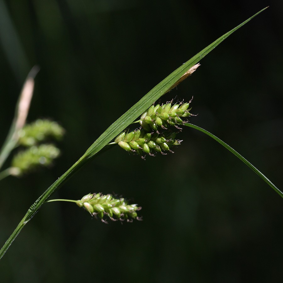 Изображение особи Carex pallescens.