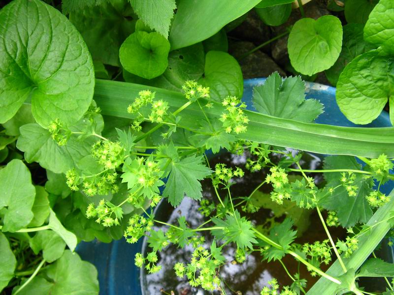 Image of Alchemilla xanthochlora specimen.