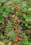 Agrimonia coreana