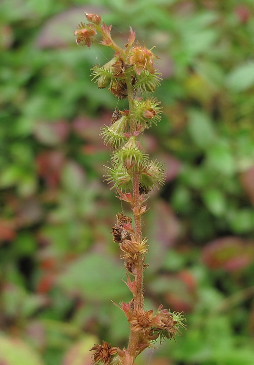 Image of Agrimonia coreana specimen.