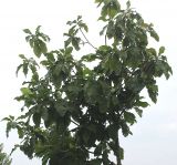 Magnolia tripetala. Верхняя часть кроны молодого дерева. Нидерланды, г. Venlo, \"Floriada 2012\". 11.09.2012.
