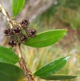 Metrosideros umbellata