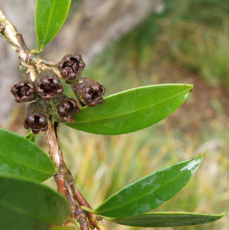 Image of Metrosideros umbellata specimen.