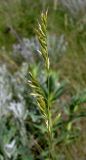 genus Festuca