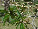 Plumeria rubra variety acutifolia. Ветви с соцветиями. Египет, окр. Марса-Алама, территория отеля. 24.04.2010.