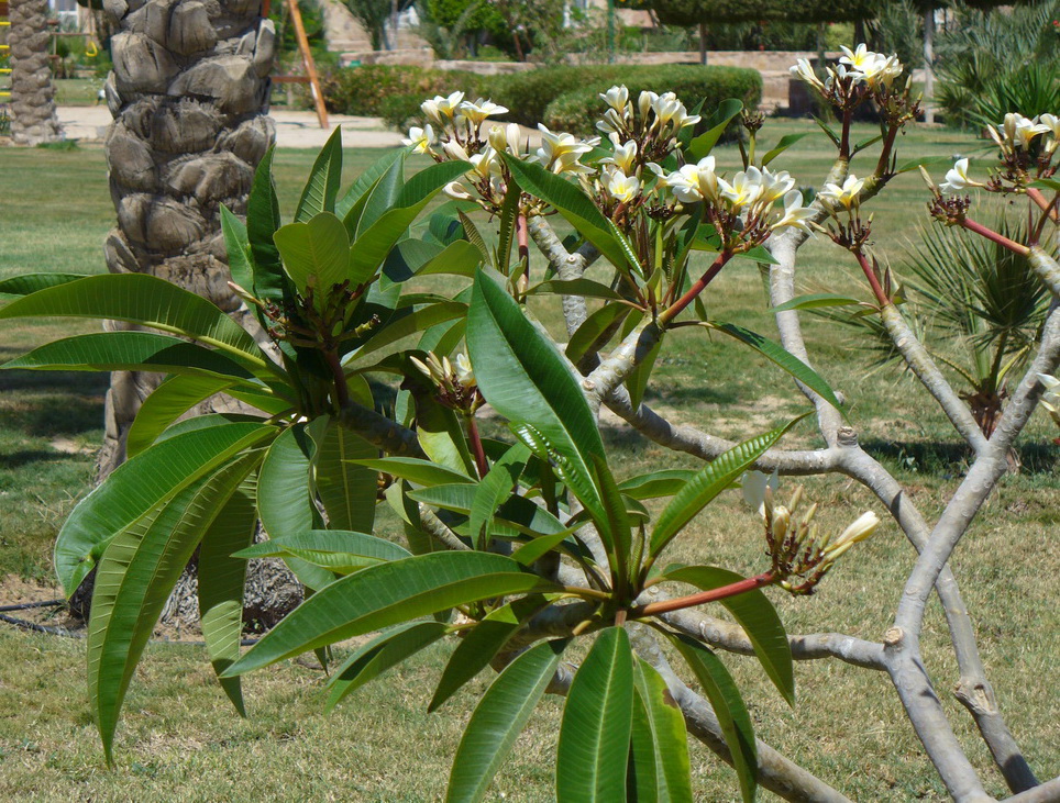 Image of Plumeria rubra var. acutifolia specimen.