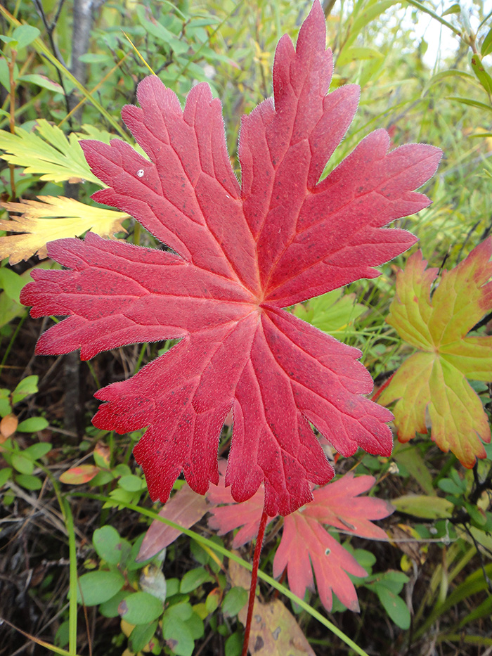 Image of Geranium wlassovianum specimen.