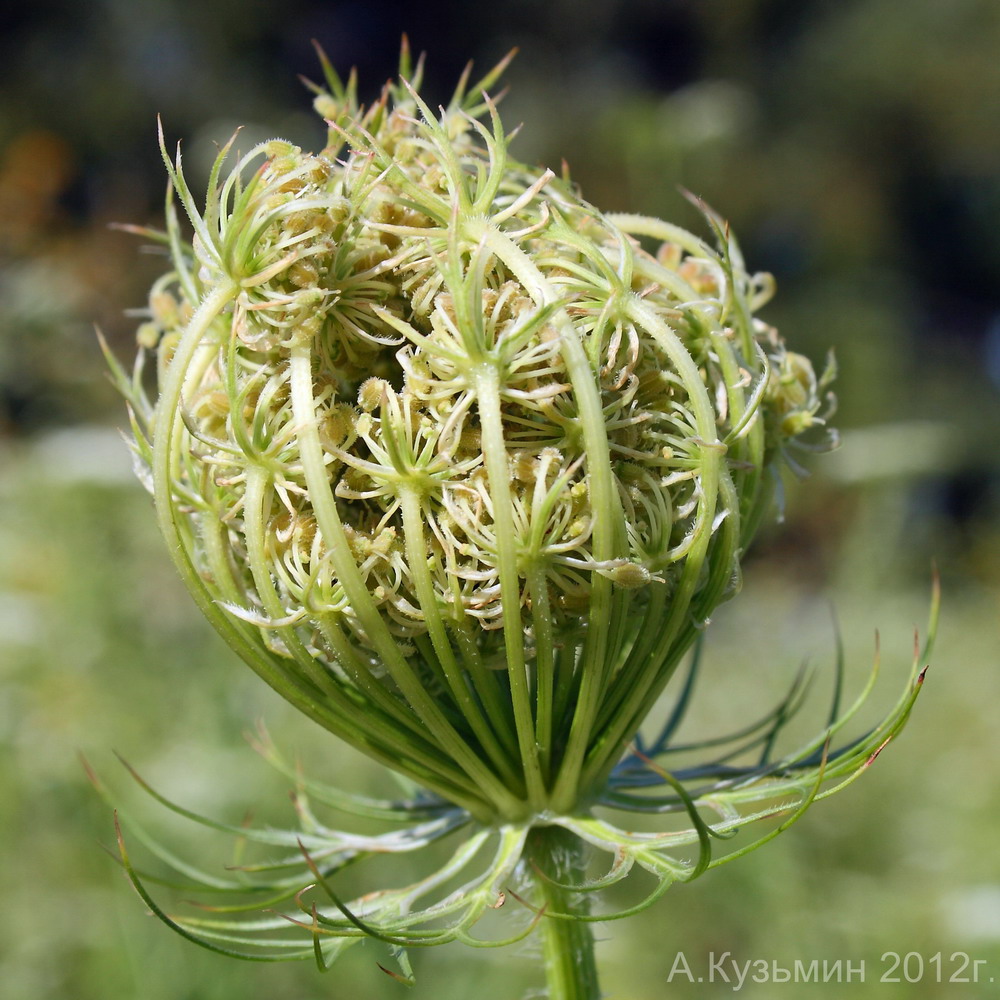 Изображение особи Daucus carota.