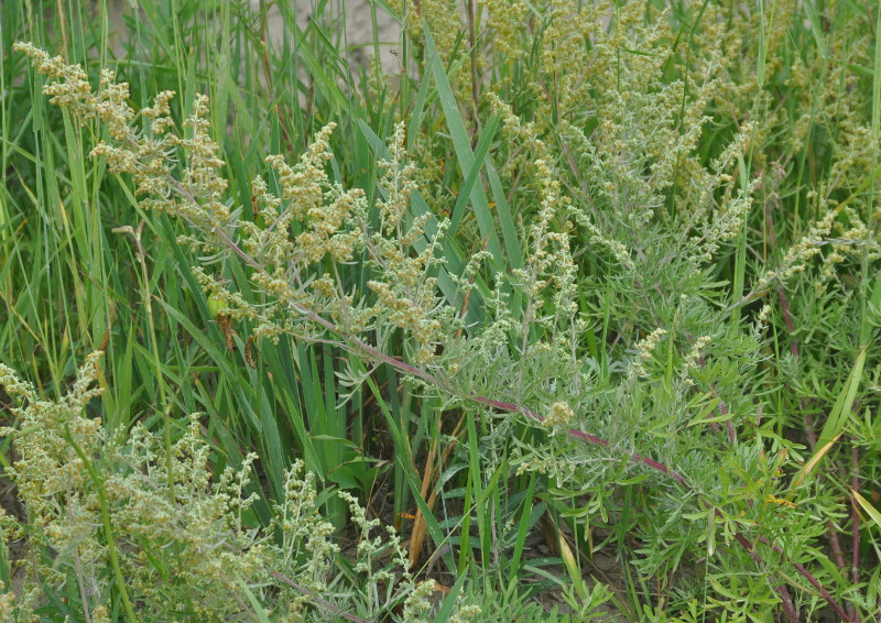 Изображение особи Artemisia pannosa.