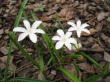 Chionodoxa form alba