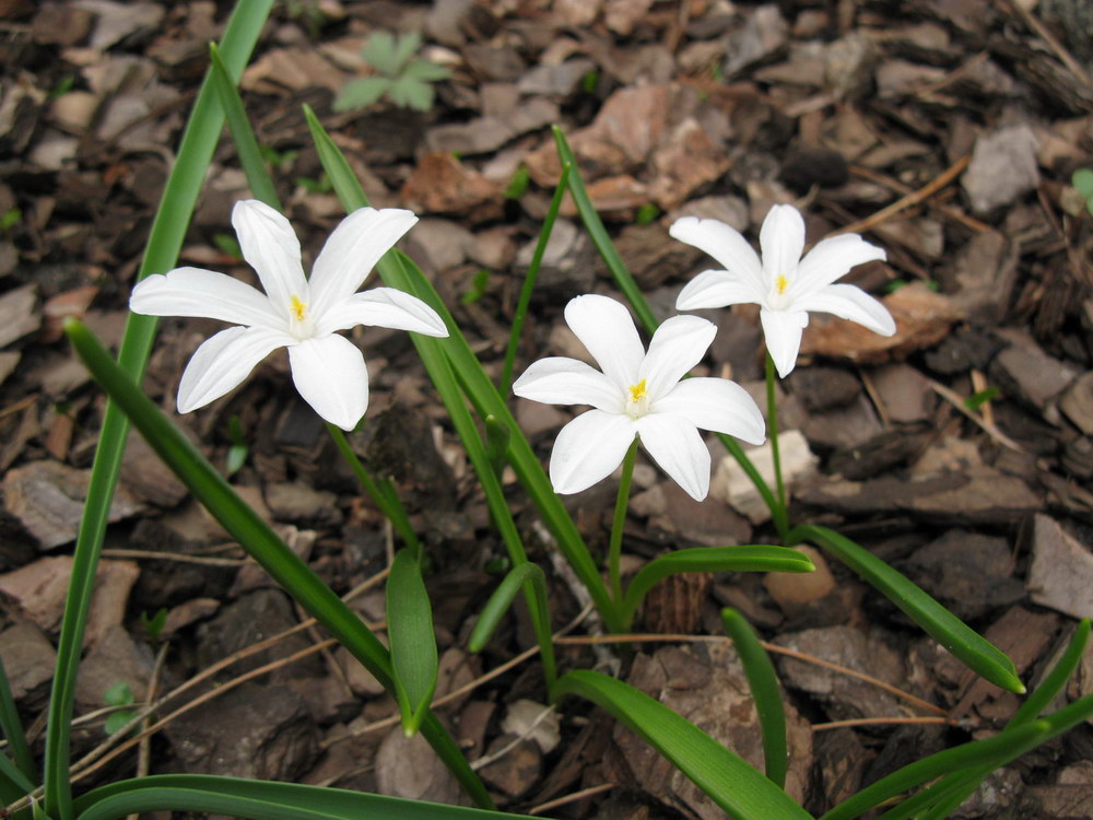 Изображение особи Chionodoxa luciliae f. alba.