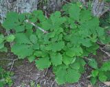 Quercus crispula