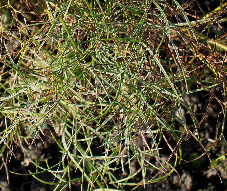 Image of Peucedanum officinale specimen.