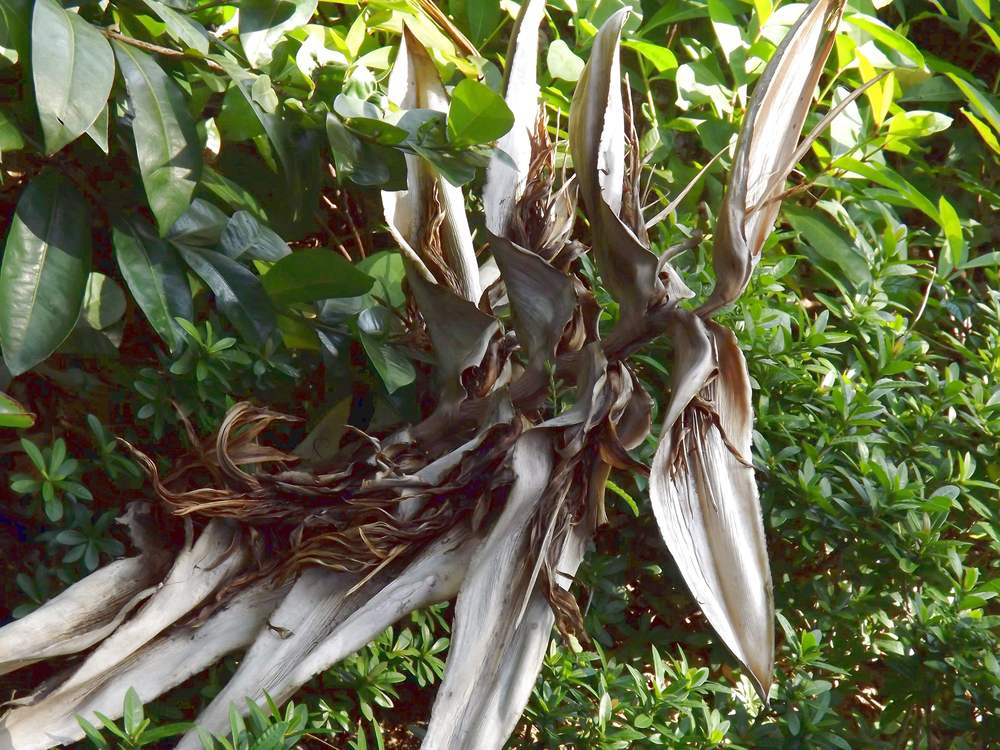 Image of Ravenala madagascariensis specimen.