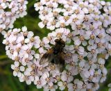 род Achillea. Часть соцветия с сидящей мухой-тахиной (Ectophasia). Хабаровский край, Ванинский р-н, окр. пос. Высокогорный. 23.09.2012.