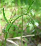 Aquilegia parviflora