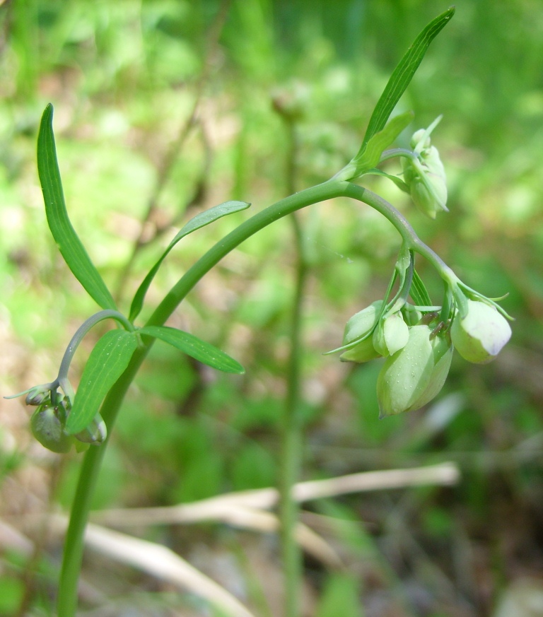 Изображение особи Aquilegia parviflora.