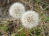 genus Taraxacum. Соплодия. Якутия (Саха), Мирнинский р-н, территория пос. Светлый. 18.06.2009.