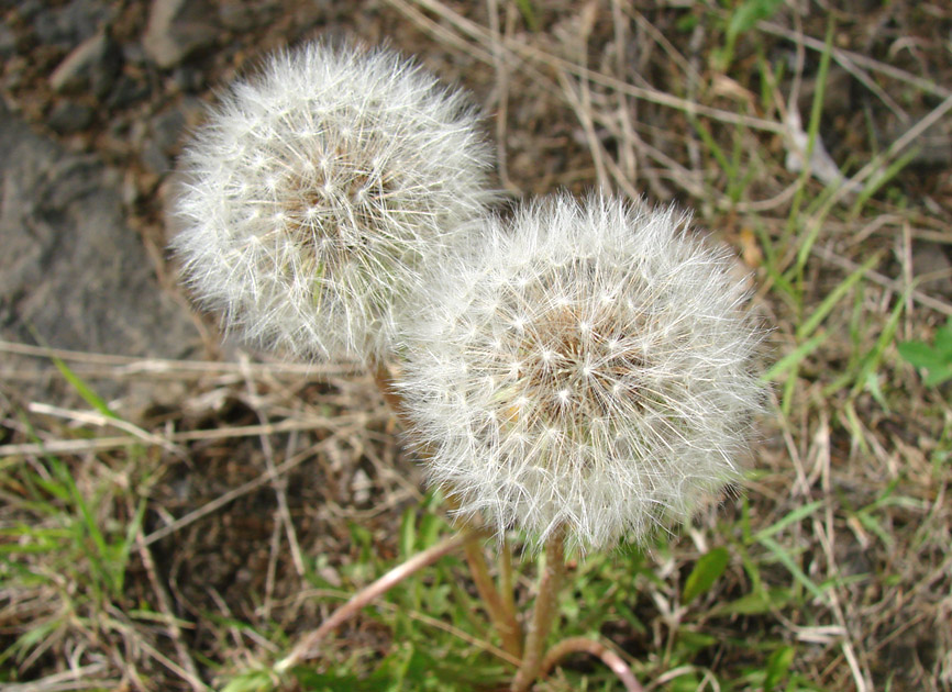 Изображение особи род Taraxacum.
