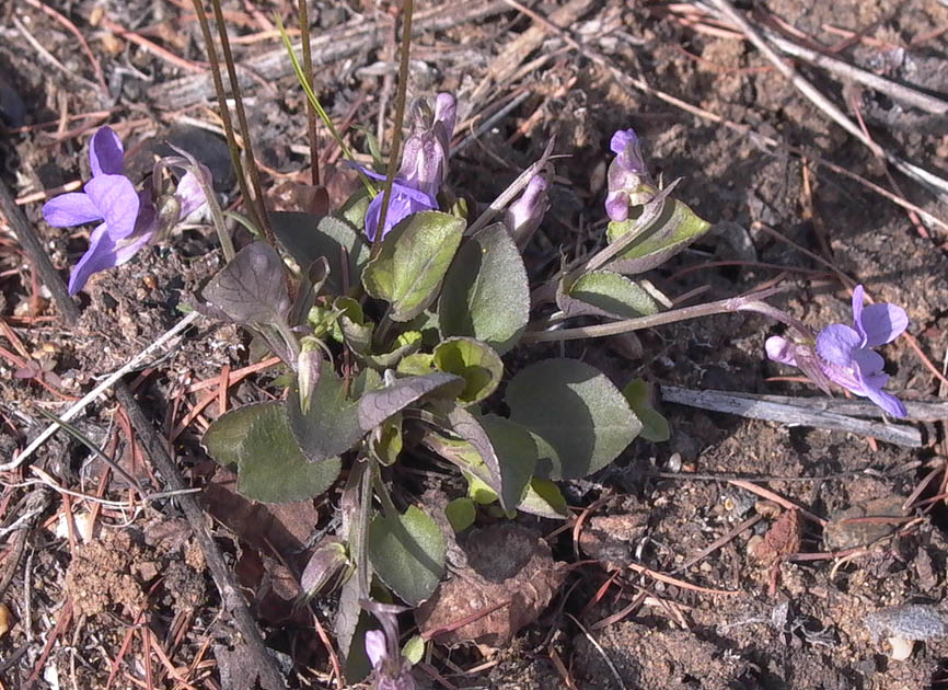 Image of Viola rupestris specimen.