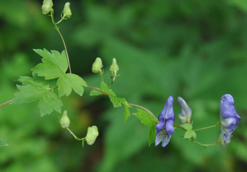 Изображение особи Aconitum sczukinii.