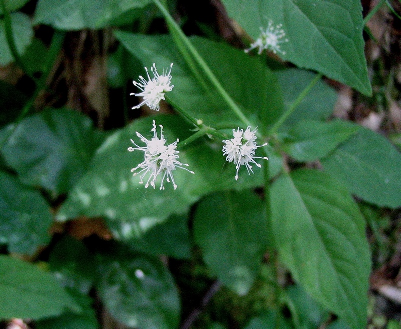 Image of Sanicula europaea specimen.