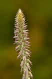 Achyranthes aspera var. sicula