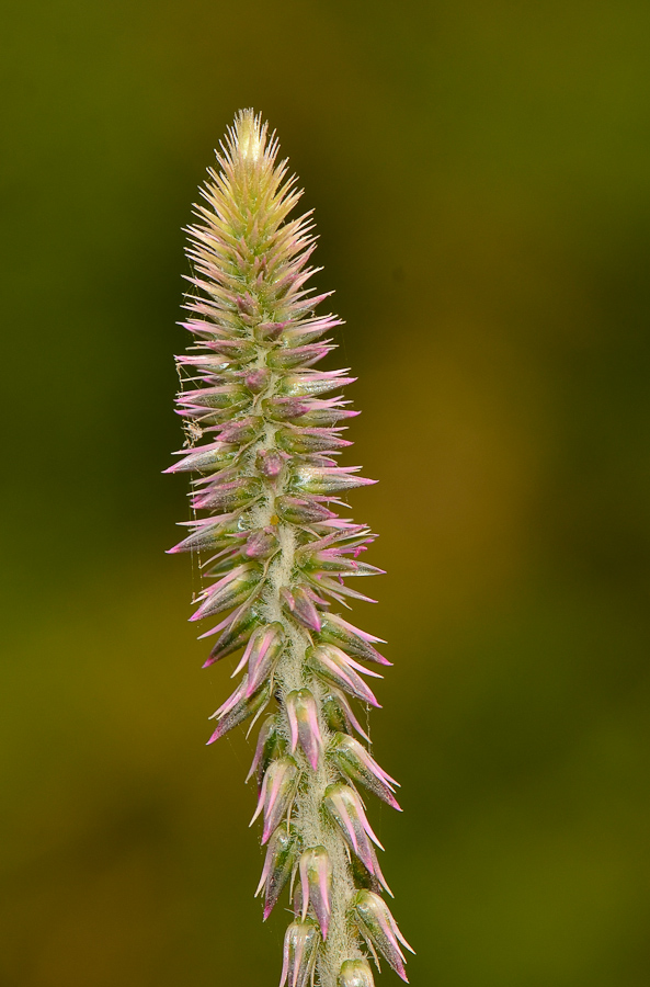 Изображение особи Achyranthes aspera var. sicula.