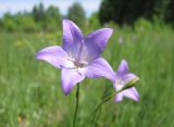 Campanula altaica