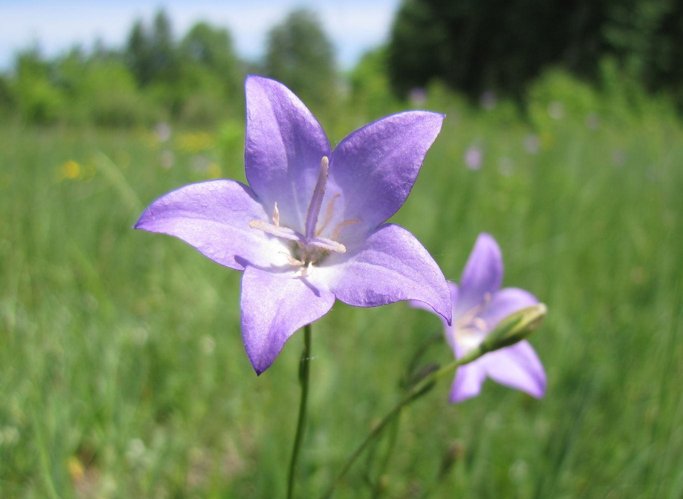 Изображение особи Campanula altaica.