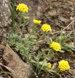 Alyssum lenense. Цветущее растение. Новосибирская обл., Искитимский р-н, окр. дер. Новососедово, ур. Бердские скалы. 15.05.2013.