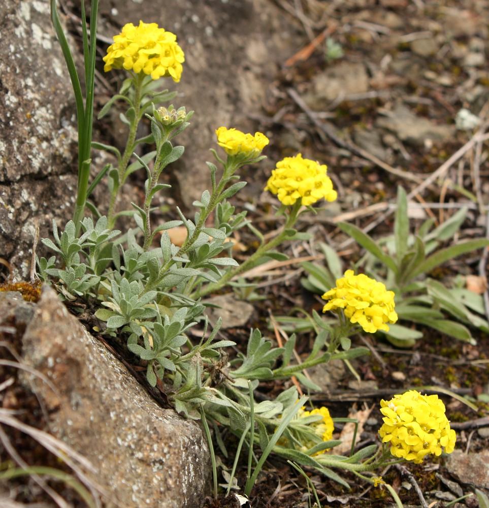 Изображение особи Alyssum lenense.