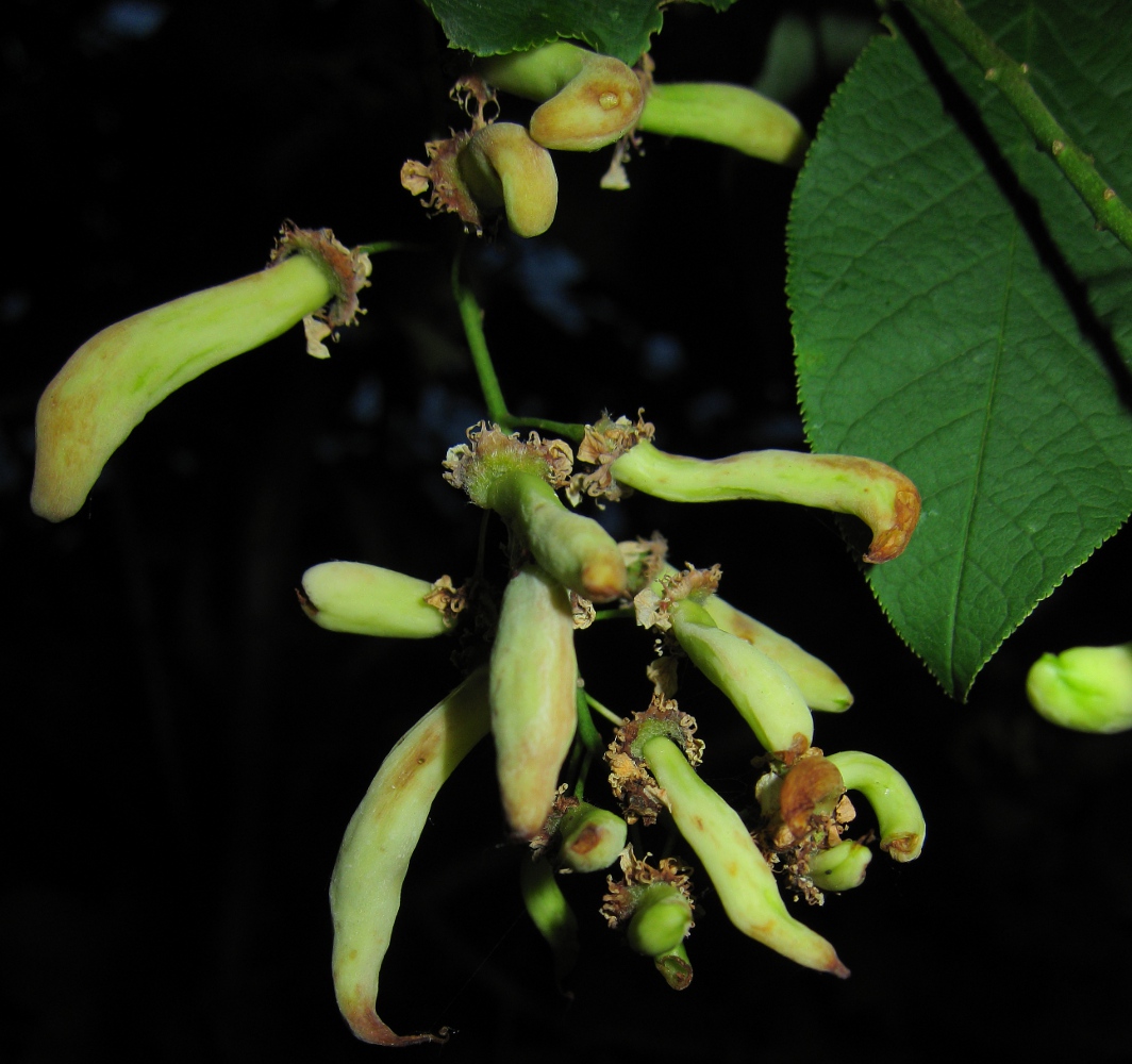 Image of Padus avium specimen.